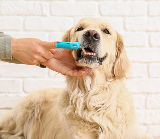 Dog Teeth Cleaning